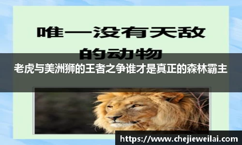 老虎与美洲狮的王者之争谁才是真正的森林霸主